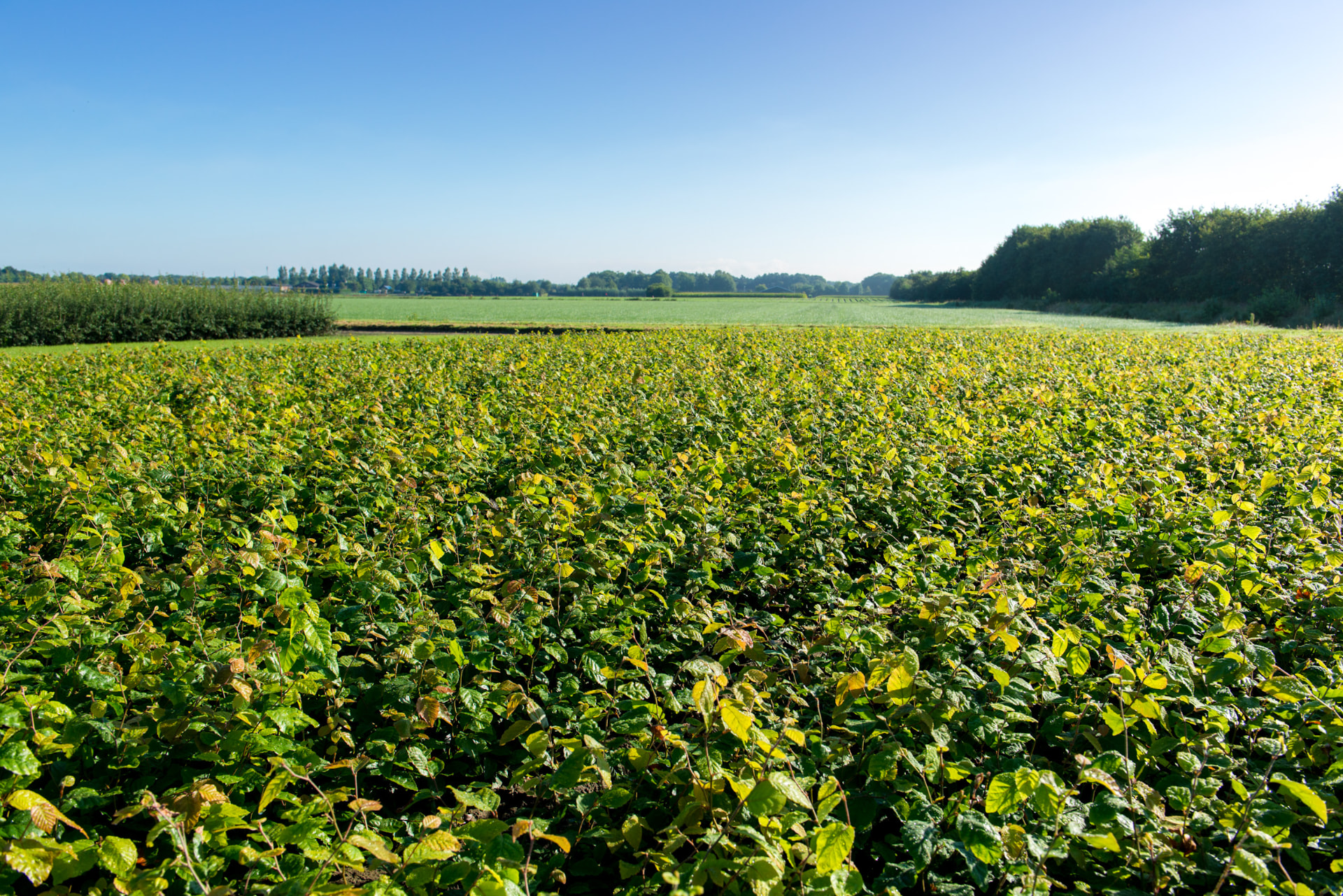 Groene beukenplanten op de kwekerij van Jongenelen Plants in Klundert