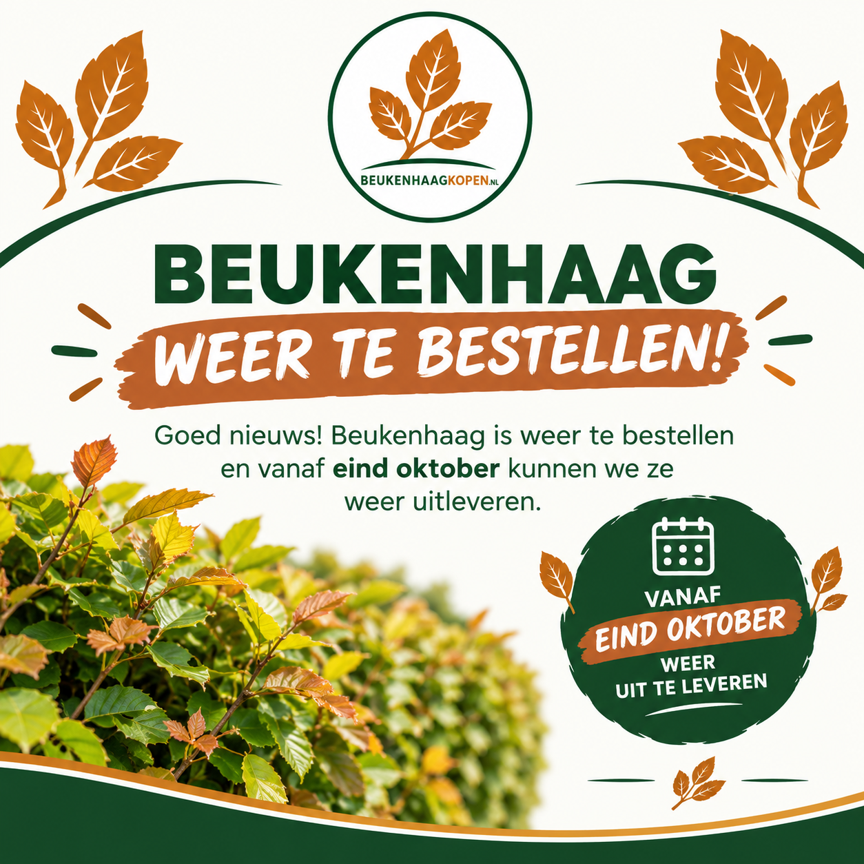 Beukenhaag weer te bestellen