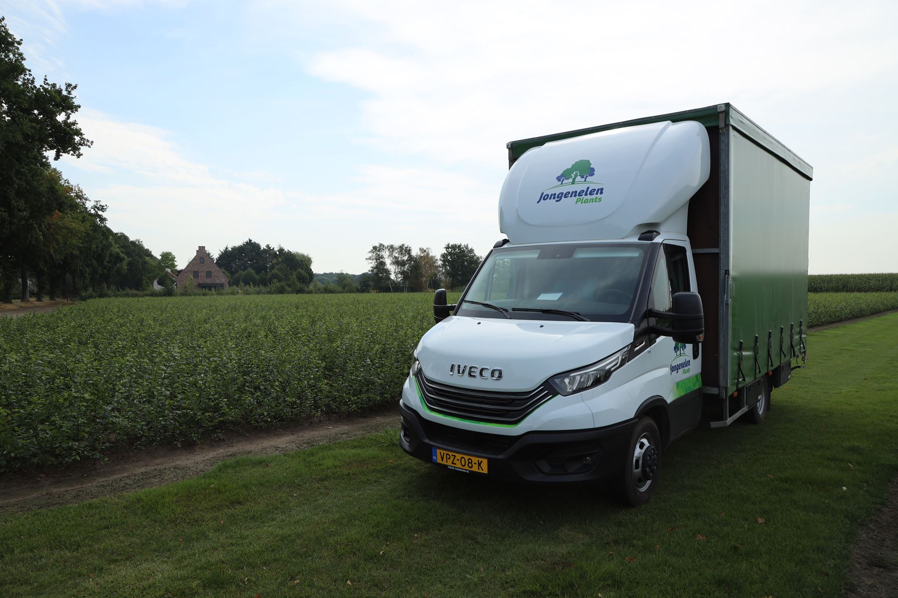 Haagbeuk (Carpinus betulus) op de kwekerij