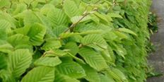 Haagbeuk (Carpinus betulus)