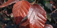 Rode beukenhaag (Fagus sylvatica Atropunicea)