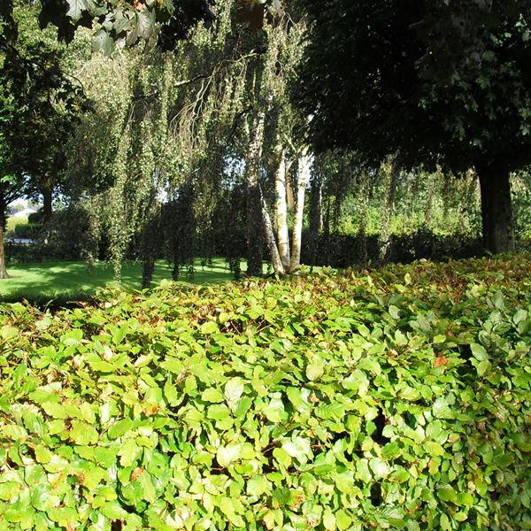 Een beukenhaag planten na eind april