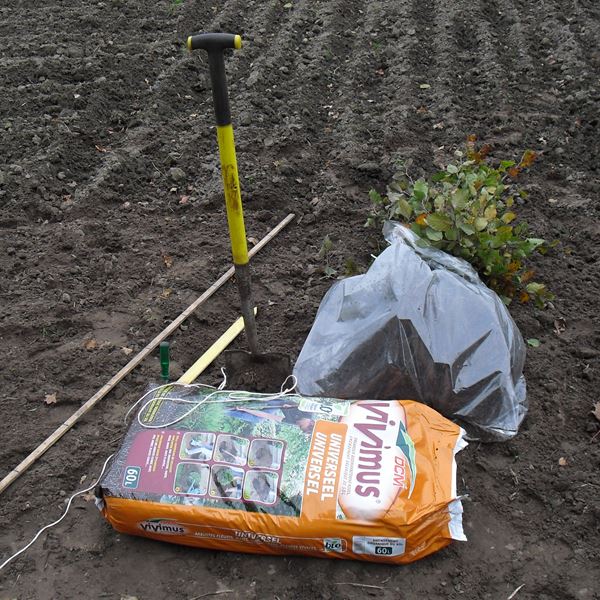 Er kunnen weer beuken met blote wortel geplant worden!