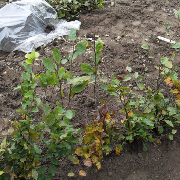 Wat is de beste tijd om een beukenhaag te planten?